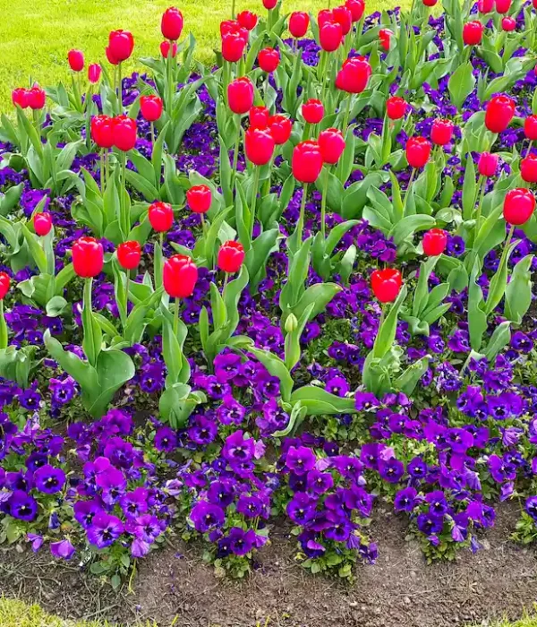 green-lawn-with-beautiful-tulips-and-violets-2026-01-07-06-03-56-utc